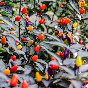 Hot pepper Bolivian Rainbow