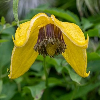 Golden Clematis