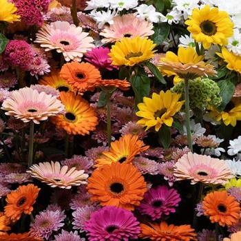 Gerbera mixed