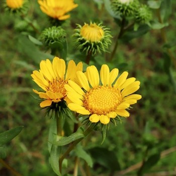 Great Valley Gumweed