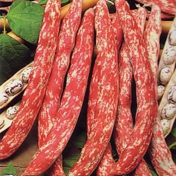 Pole Bean Lingua di Fuoco 3